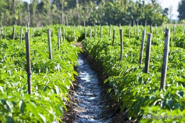 種菜要學會這樣施肥，別隨意亂施，產量高低就出在這裡