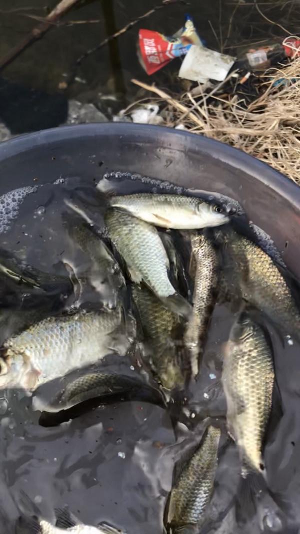 「十週年」秋冬野河垂釣,技巧方法要掌握,今日鯽魚連竿浮漂棄河 「十週年」秋冬野河垂釣,技巧方法要掌握,今日鯽魚連竿浮漂棄河