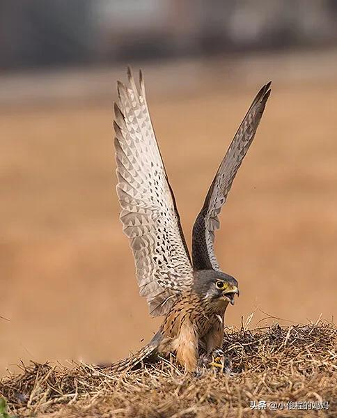 體型最小的猛禽——紅隼