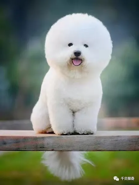 萌寵大比拼！狗狗：誰還不是個小可愛呢？萌化了