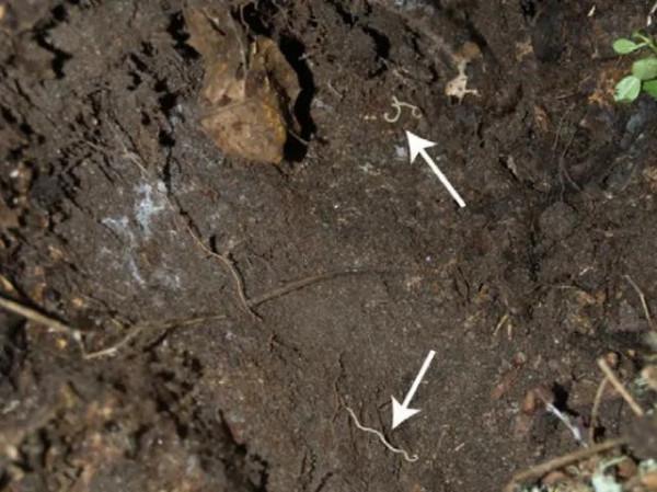 腳腳最多的動物 腳腳最多的動物