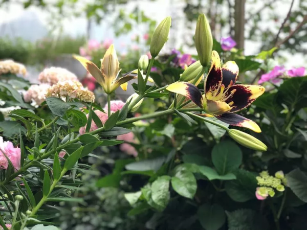 （2019）園丁獎露臺組《003號》一卷花薔 沉澱的時光