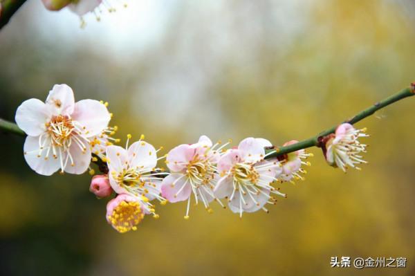 冬天的興義有多美！看看貴州醇景區盛開的梅花就知道了
