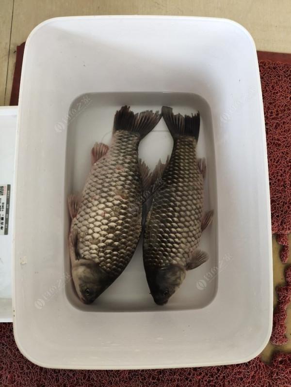 夜釣被銀環蛇咬了之後