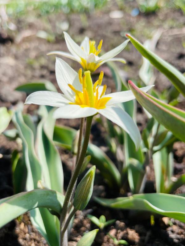 多少人的夢想!湖南姑娘用5年,在新疆禾木打造了個絕美花園 多少人的夢想!湖南姑娘用5年,在新疆禾木打造了個絕美花園