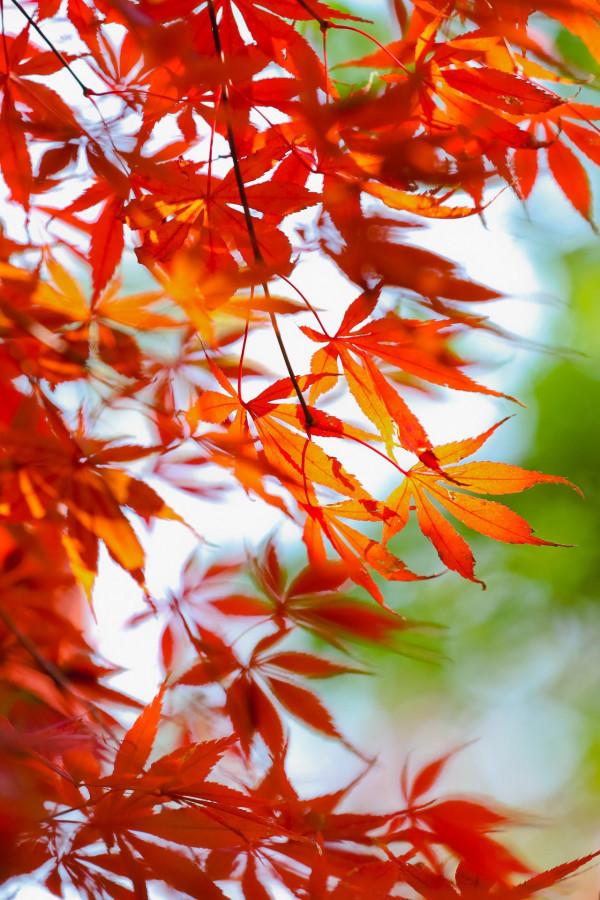 楓葉紅，遊人醉！醉白池的“楓”景這邊獨好