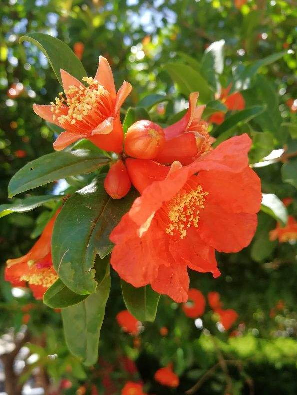 4種果樹,種在院子裡特旺宅,還有時令水果免費吃 4種果樹,種在院子裡特旺宅,還有時令水果免費吃