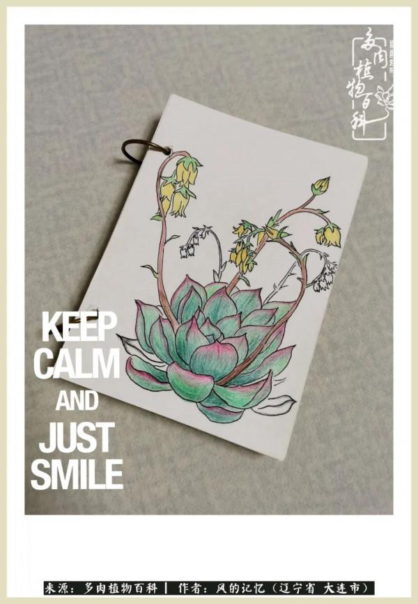 大千世界，與多肉共享