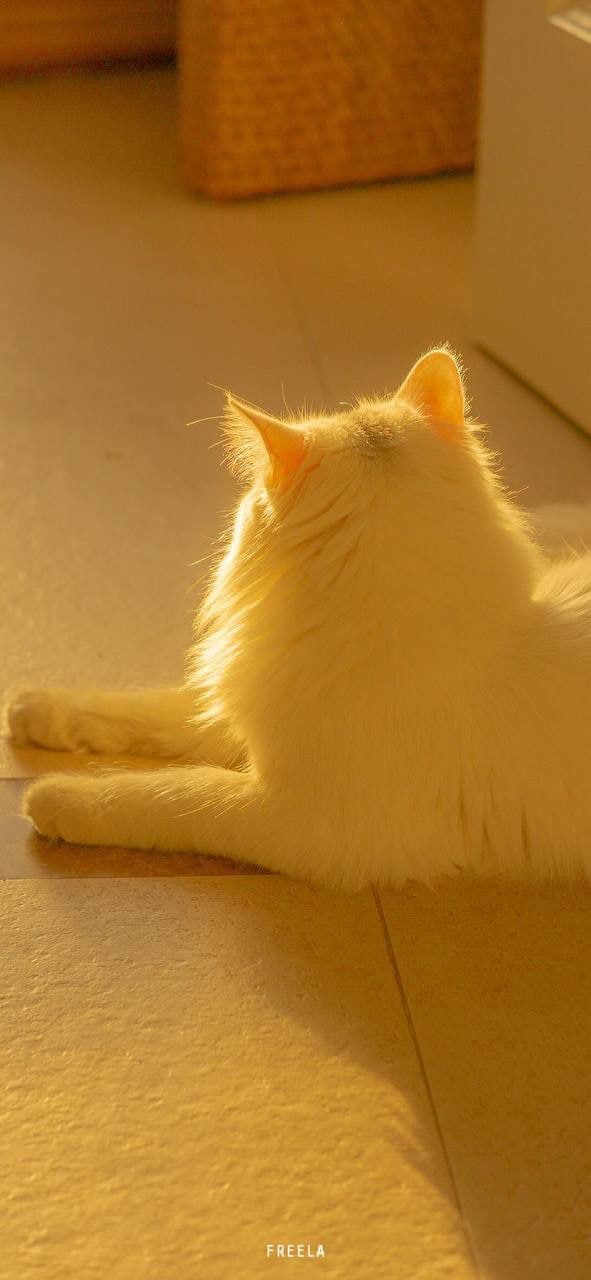 適合發朋友圈的文案