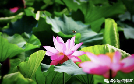 北京夏日你最想和誰一起賞荷 北京夏日你最想和誰一起賞荷