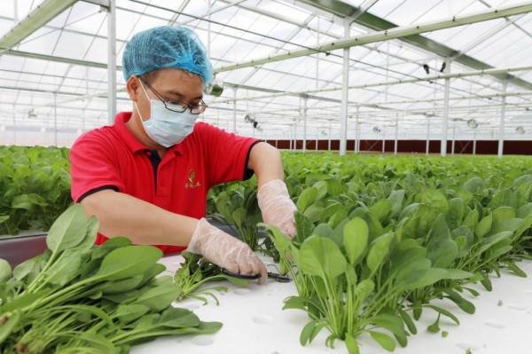 日本教授薄膜上種菜是傳統蔬菜產量6倍,放90℃熱水溶解,有前景 日本教授薄膜上種菜是傳統蔬菜產量6倍,放90℃熱水溶解,有前景