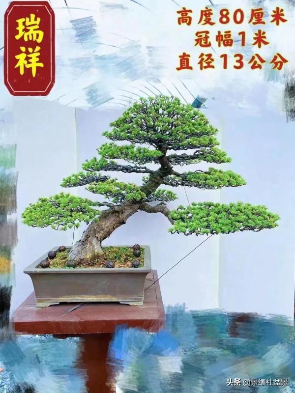 松盆景園永遠是最經典的，也是最多人喜歡的