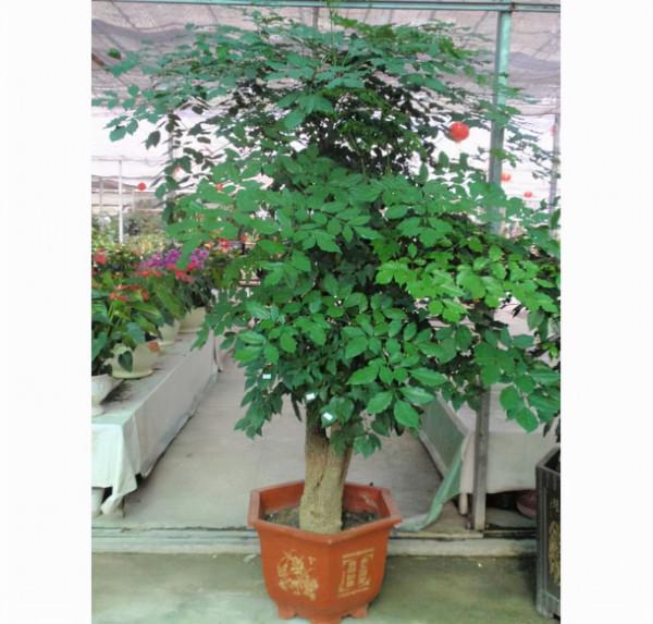 陽臺這“3種樹”,掰1根樹枝插在土裡,15天就生根,快速成盆栽 陽臺這“3種樹”,掰1根樹枝插在土裡,15天就生根,快速成盆栽