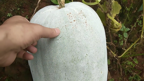 農民扔掉的冬瓜籽，磨成細粉衝紅糖水喝，喉嚨舒服不咳嗽