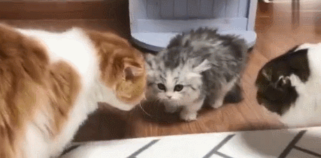 金吉拉貓的性格特點 金吉拉貓的性格特點