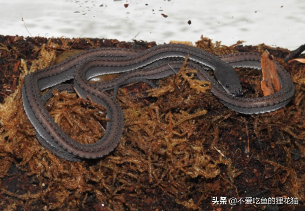 蛇界中奇特的蛇,被譽為最像龍的蛇:瓜哇閃皮蛇 蛇界中奇特的蛇,被譽為最像龍的蛇:瓜哇閃皮蛇