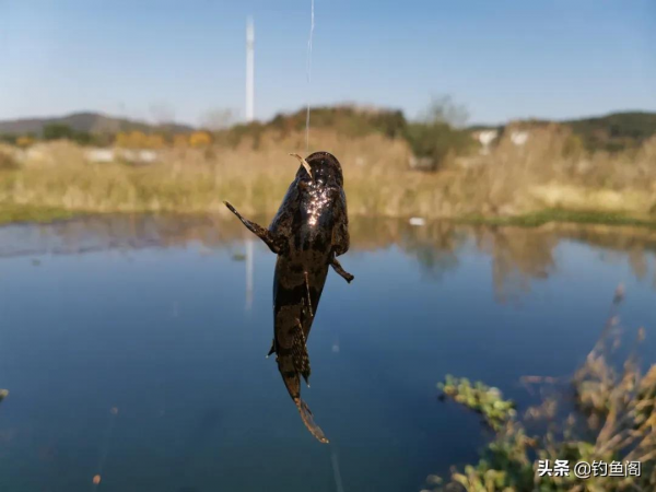 魚起浮曬太陽不咬鉤？換餌、換漂都不是好辦法，別瞎折騰