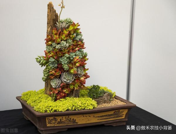 小小蚧殼蟲，植物大危害！要想徹底防治蚧殼蟲，必須注意這幾點