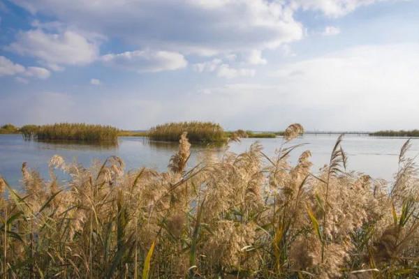千萬別與秋天的姑蘇比美!楓葉漫山,銀杏紛飛,一步一景美成了詩 千萬別與秋天的姑蘇比美!楓葉漫山,銀杏紛飛,一步一景美成了詩