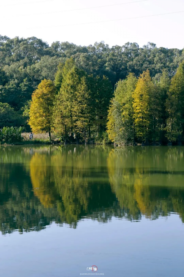 抓住秋天的影子，至少要去一次「華南植物園」