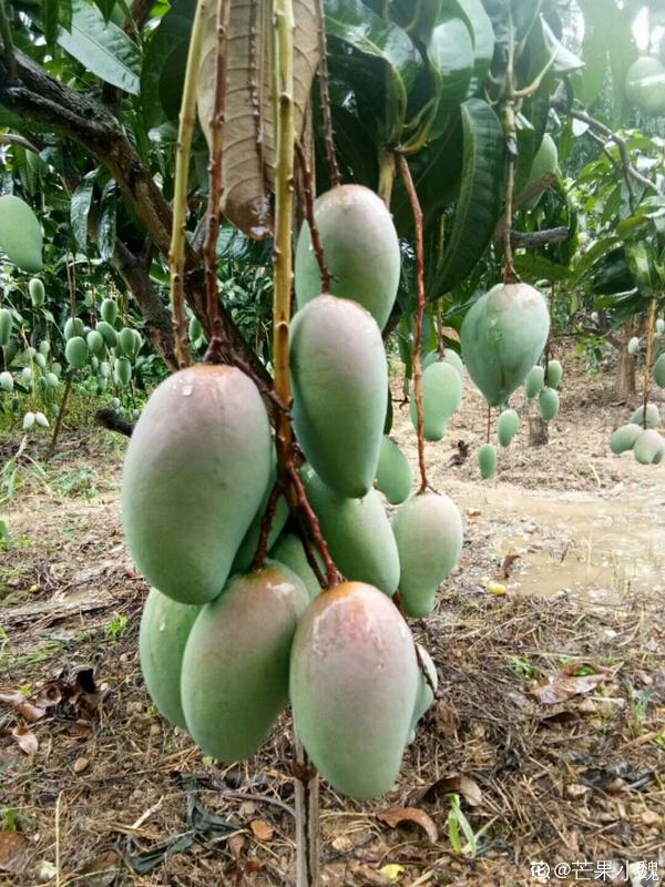 1顆“大腰果”,泡幾天服上盆,長成一棵芒果樹 1顆“大腰果”,泡幾天服上盆,長成一棵芒果樹