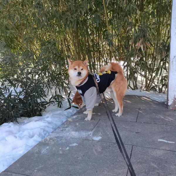 玩雪玩兒的凍腳腳了