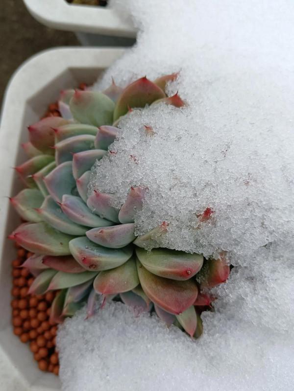 大雪過後多肉露出了美麗的頭 大雪過後多肉露出了美麗的頭