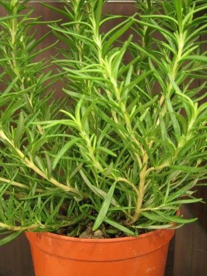 居家優雅綠植(三)