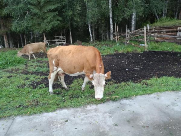 大美新疆八月全程遊記7：禾木印象-上（禾木橋、小木屋，下冰雹）