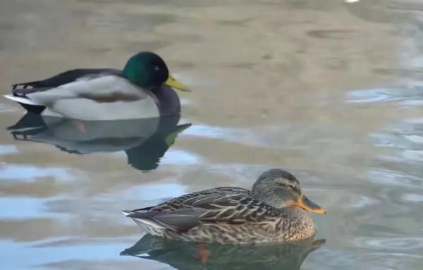 看！“鳥中大熊貓”中華秋沙鴨、“魚鷹子”銀鷗、頂冠戴翎的蜂鷹……溫榆河公園生物多樣性別有洞天！