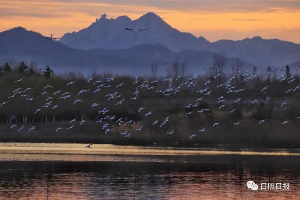 日照 · 冬 · “溼地精靈”​ 日照 · 冬 · “溼地精靈”​