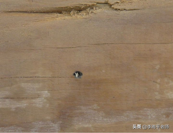 溼棉被擋子彈，抗日神劇是胡編的嗎？真槍實彈做個試驗看結果