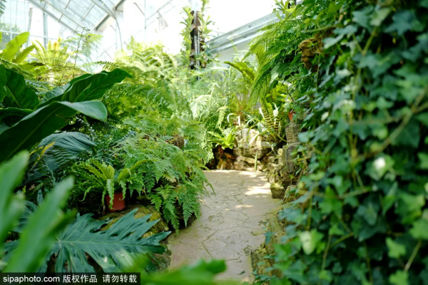 不出京賞春花，穿梭&OpenCurlyDoubleQuote;熱帶雨林&rdquo;，就在北京這些地方！