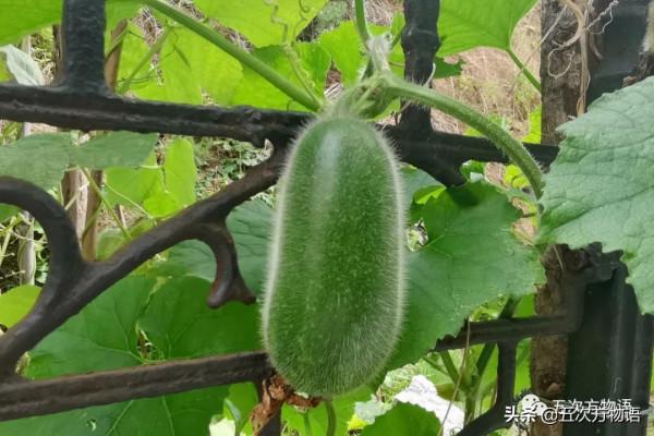 漫談起源於中國的蔬菜