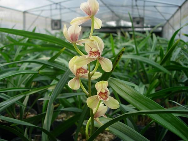 “18種”勤花勤苗的蘭花，價格不貴好養活，香味濃郁開品漂亮