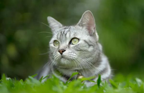 美國短毛貓丨銀虎斑