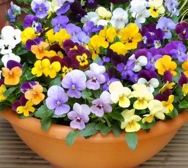 學會三色堇的種植方法，養出一院子的“彩虹花”，指日可待