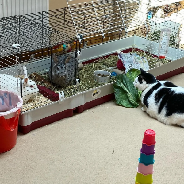 從營養不良的病貓,到長成“肥牛”,中間只差一位愛它的鏟屎官 從營養不良的病貓,到長成“肥牛”,中間只差一位愛它的鏟屎官