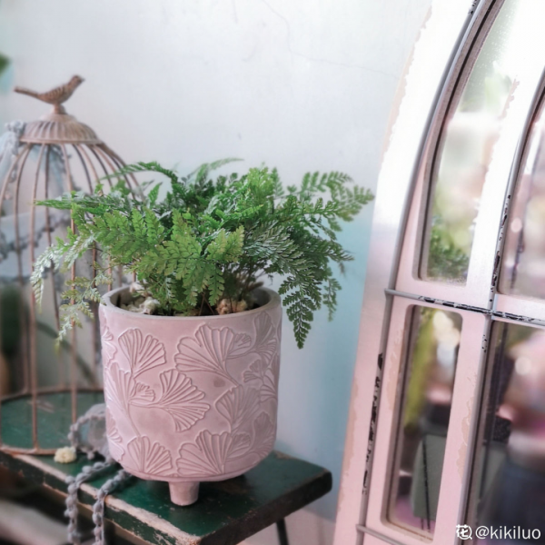 臥室養4種花，一覺睡到天亮，養人養身心