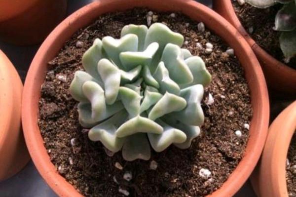 自己一手養大的多肉,秋季換盆時還需不需要修根? 自己一手養大的多肉,秋季換盆時還需不需要修根?