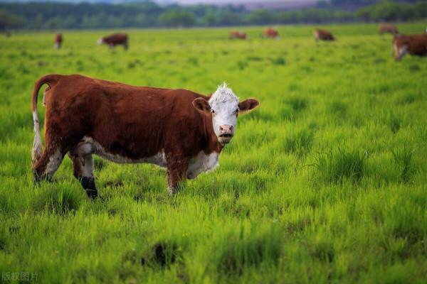 元旦將至，肉類消費能否自由？雞價、蛋價低迷，牛羊看漲，魚價呢