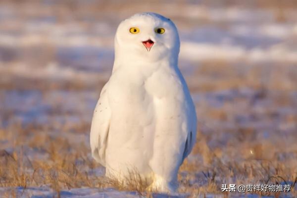 走紅網路的動物排行榜“國寶”上榜 海洋選手也參賽 走紅網路的動物排行榜“國寶”上榜 海洋選手也參賽