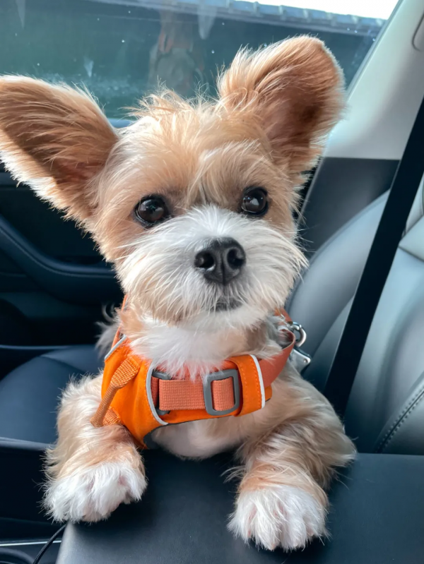 在樹林裡撿到一隻潦草小串串,幾個月後,長成了盛世美顏 在樹林裡撿到一隻潦草小串串,幾個月後,長成了盛世美顏