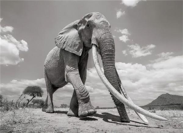 為什麼動物能夠預知死亡？貓會離家出走，象會尋找家族墓冢