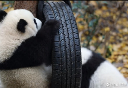 請讓讓！熊貓幼兒園小霸王來了