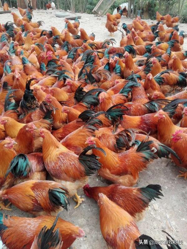 製作發酵飼料運用多糖性複合菌種營養基代替玉米降低成本效果更好 製作發酵飼料運用多糖性複合菌種營養基代替玉米降低成本效果更好