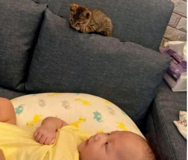 小奶貓每天看守人類幼崽,寵姐行為令爸媽崩潰:你自己也是個寶寶 小奶貓每天看守人類幼崽,寵姐行為令爸媽崩潰:你自己也是個寶寶