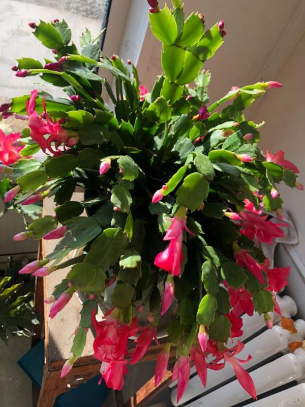 養護蟹爪蘭經常會發現葉片發紅的現象，教你如何處理