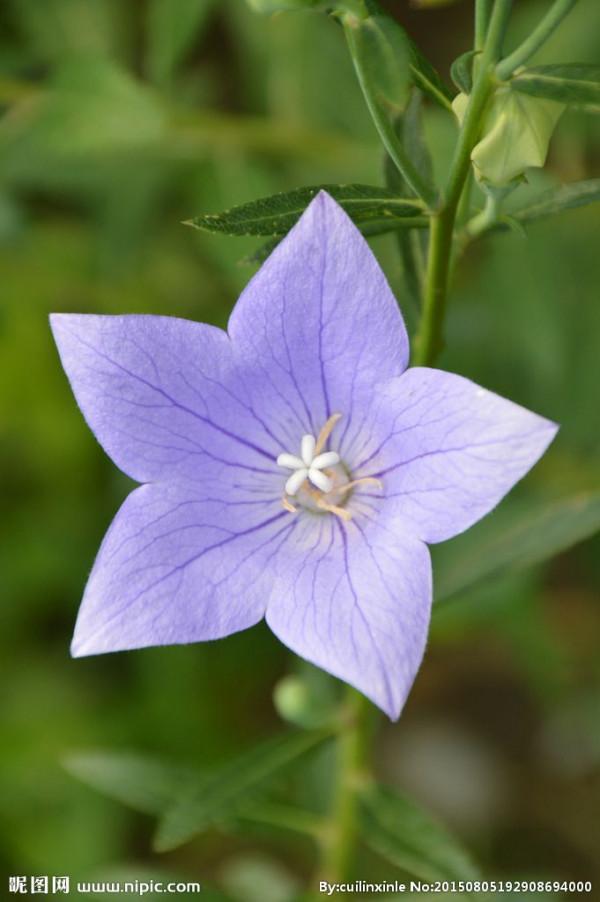 《百花集》（二百四十二）