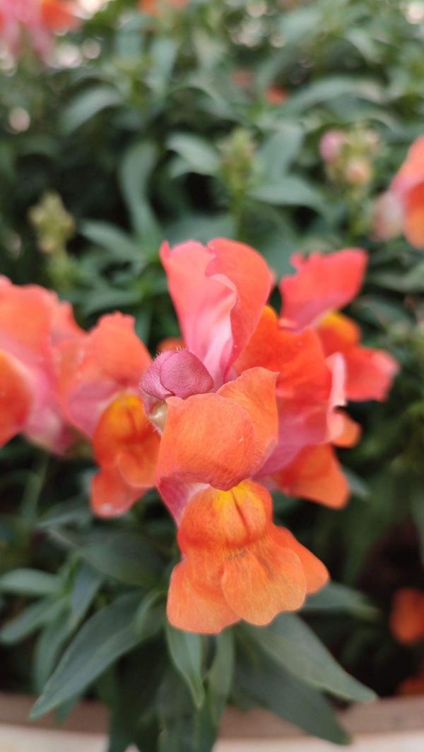 10月份開花的8種花,想下個月看開花的,不能錯過 10月份開花的8種花,想下個月看開花的,不能錯過